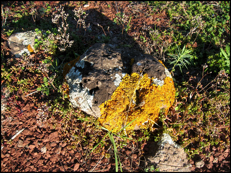 Basalte et lichen