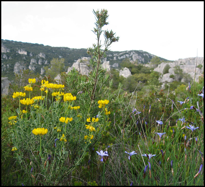 flore à Mourèze