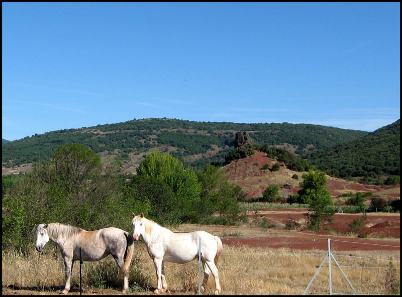 CHEVAUX AU SALAGOU