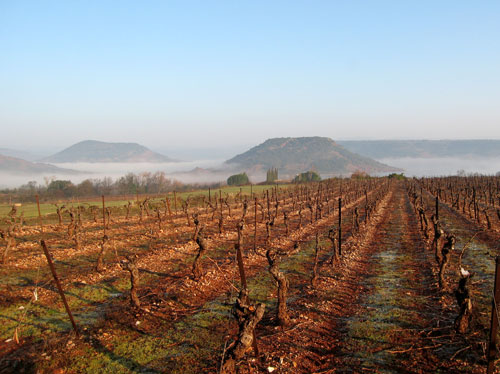 brume et vignes